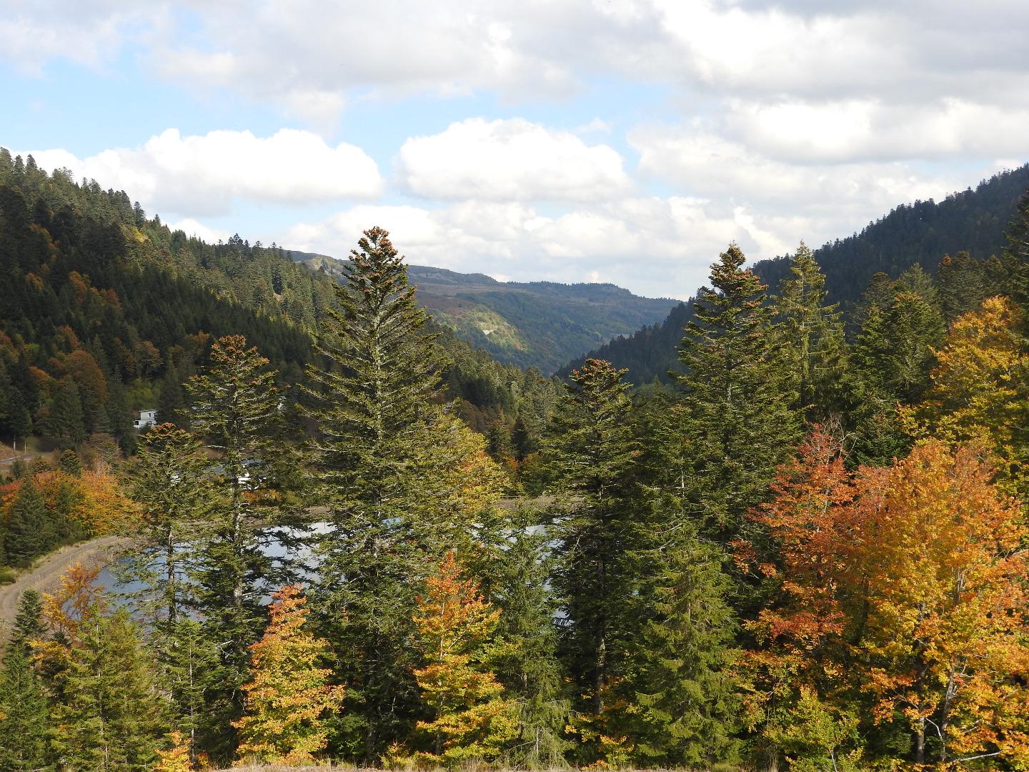 Automne - Le Lioran, période du brame du cerf.